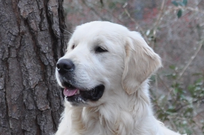 Int CH Tramin Tangerine Dream CDX CCA RE CGC "Jack" - English Golden Retriever Breeders