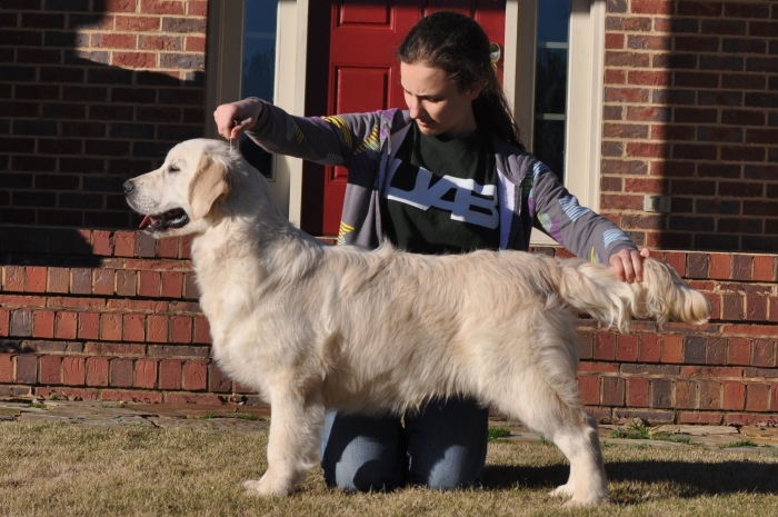 Int CH Tramin Tangerine Dream CDX CCA RE CGC "Jack" - English Cream Golden Retriever Breeders