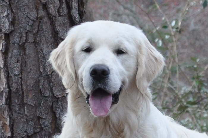 English Cream Golden Retriever Breeders - Int CH Tramin Tangerine Dream CDX CCA RE CGC "Jack"