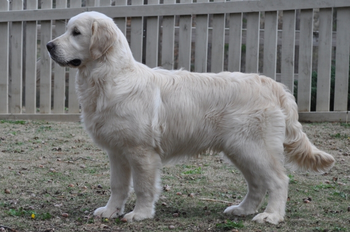 English Cream Golden Retriever Breeders - Int CH Tramin Tangerine Dream CDX CCA RE CGC