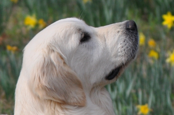 English Golden Retriever Breeders - Int CH Tramin Tangerine Dream CDX CCA RE CGC "Jack"