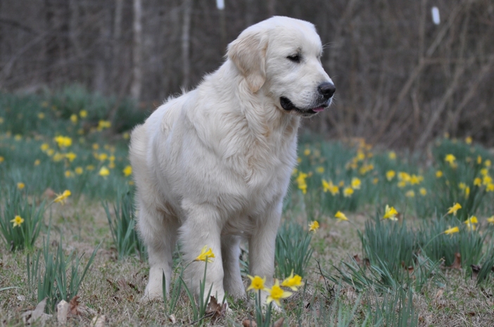 English Golden Retriever Puppies for Sale - Int CH Tramin Tangerine Dream CDX CCA RE CGC "Jack"