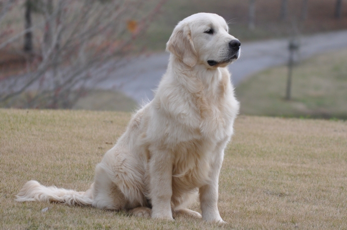 Int CH Tramin Tangerine Dream CDX CCA RE CGC - English Cream Golden Retriever Breeders