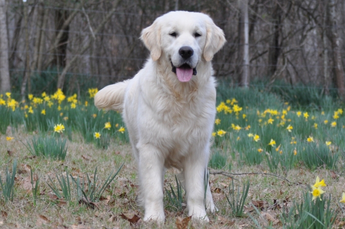 English Cream Golden Retriever Puppies for Sale - Int CH Tramin Tangerine Dream CDX CCA RE CGC "Jack"