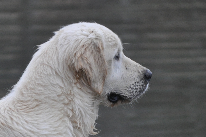 Int CH Tramin Tangerine Dream CDX CCA RE CGC "Jack" - English Cream Golden Retriever Puppies for Sale