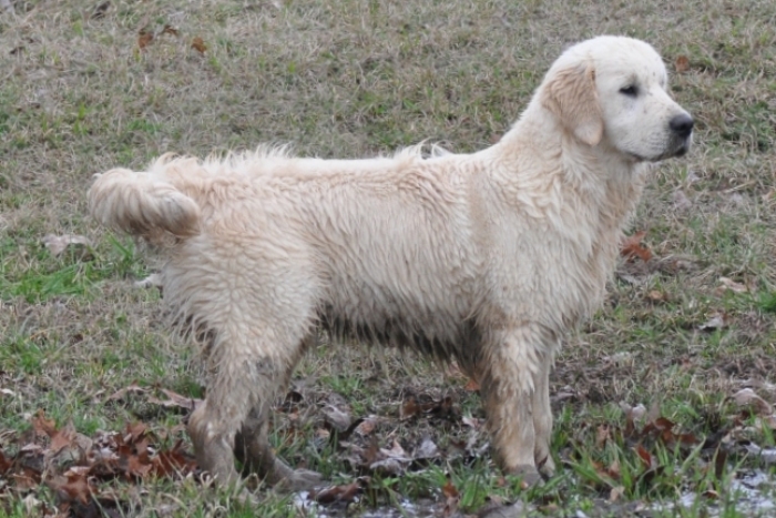 English Golden Retriever Adult Dogs