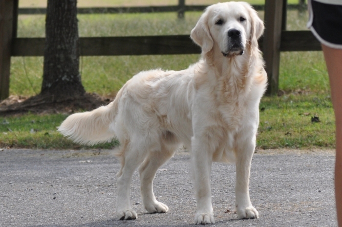 English Cream Golden Retriever Puppies for Sale- Jack