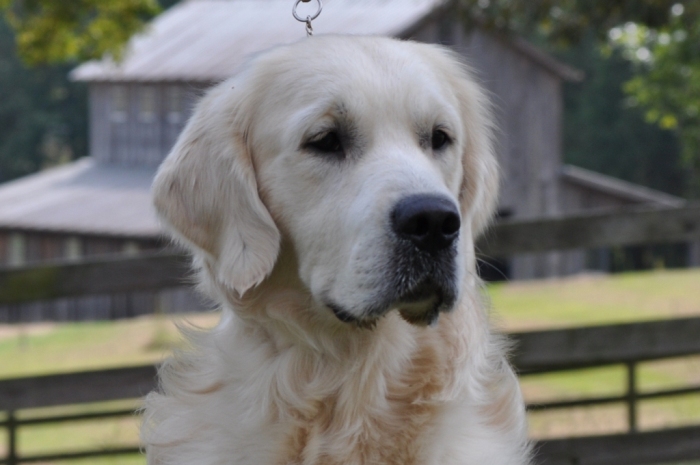 Jack - English Cream Golden Retriever Puppies for Sale