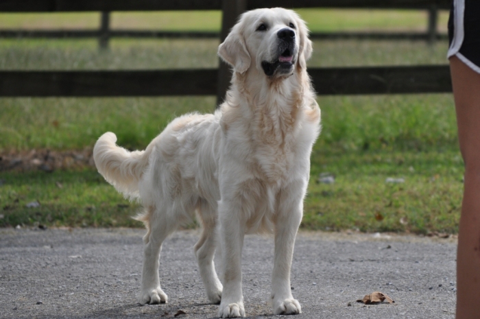 Jack - English Golden Retriever Puppies for Sale