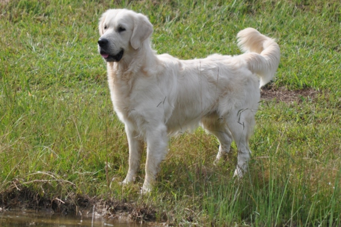 Tramin Tangerine Dream - English Golden Retriever Breeders