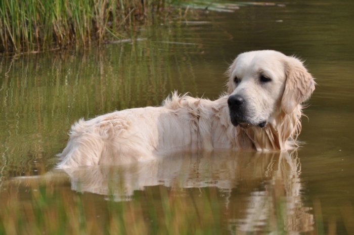 English Golden Retriever Breeders - Tramin Tangerine Dream