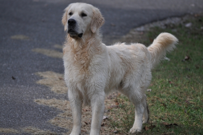 Int CH Tramin Tangerine Dream CDX CCA RE CGC - English Golden Retriever Breeders