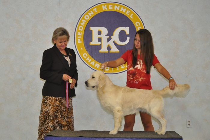 Tramin Tangerine Dream - English Cream Golden Retriever Breeders