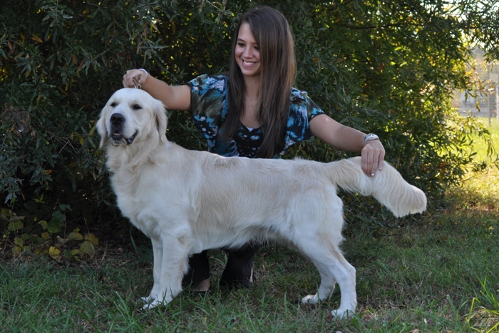 English Cream Golden Retriever Breeders - Tramin Tangerine Dream