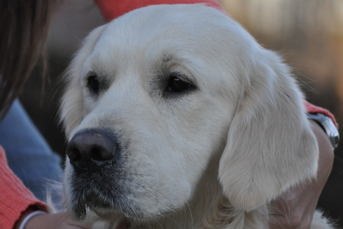 English Cream Golden Retriever - Jack