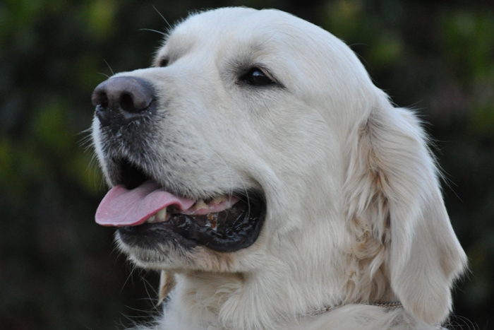 English Golden Retriever Adults - Jack 