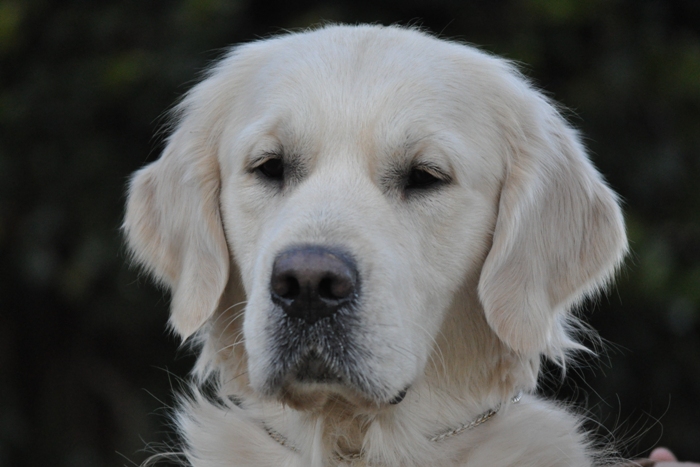 English Golden Retriever - Jack