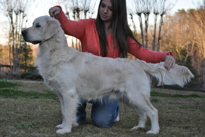 English Cream Golden Retriever Breeders - Jack