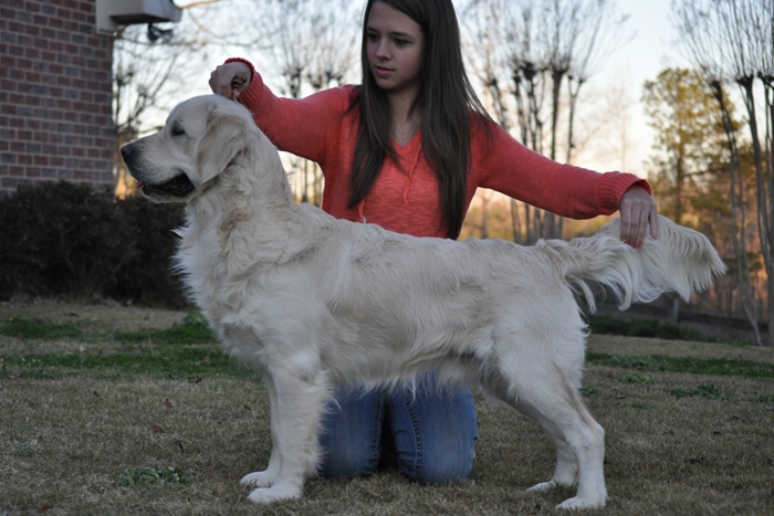 English Golden Retriever Breeders - Jack 