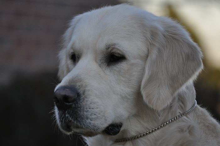 Jack - English Golden Retriever Breeders