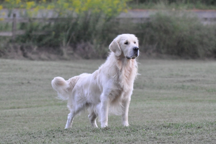 Jack - English Cream Golden Retriever Breeders