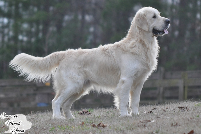 English Cream Golden Retriever - Jack