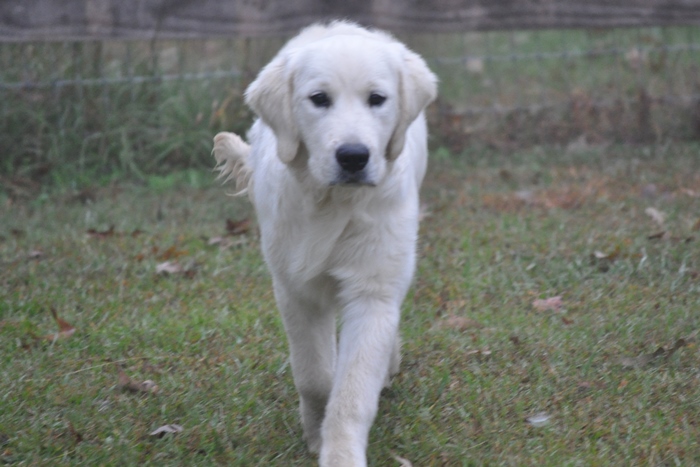 English Cream Golden Retriever Breeder