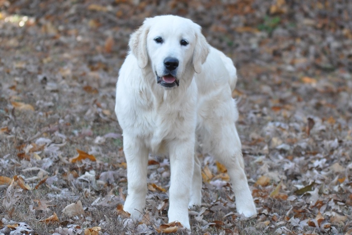 Golden Retriever, Luke