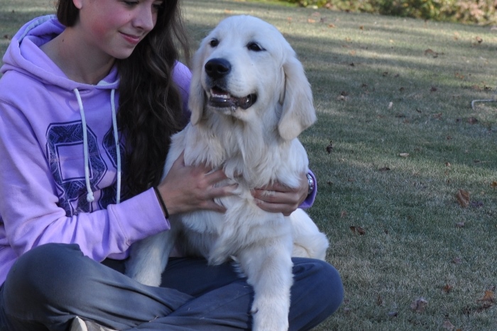 English Golden Retriever Breeders