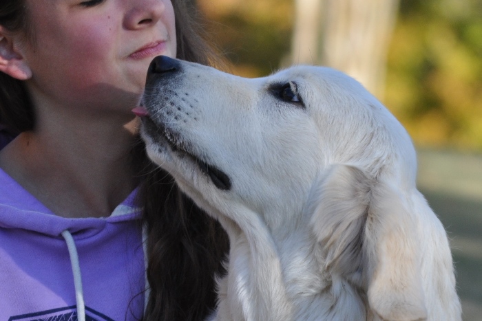 Champion English Golden Retriever Breeders