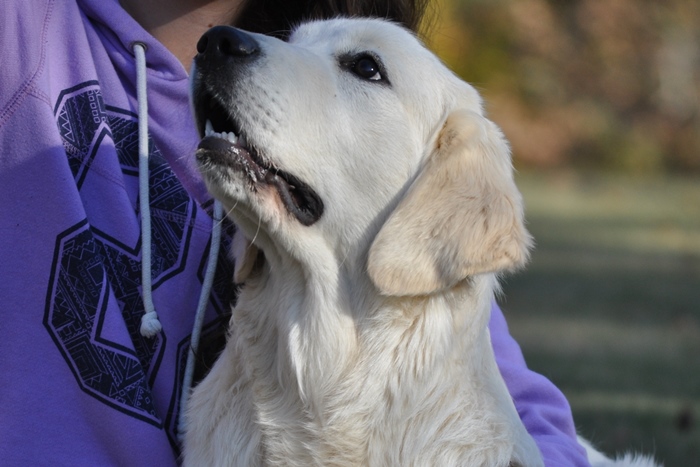 High Quality English Cream Golden Retrievers