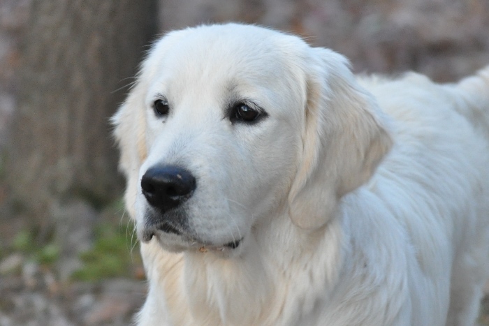 Champion English Cream Golden Retrievers