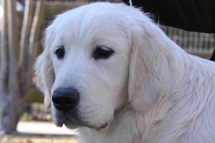 Luke, a beautiful English Cream Golden Retriever