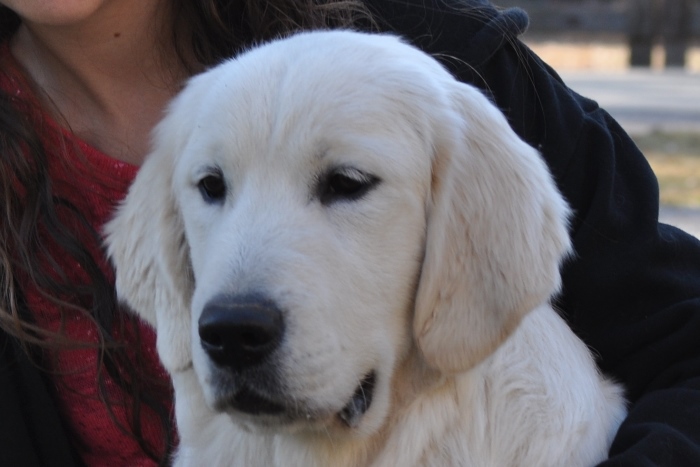 Luke, an English Golden Retriever with a Canadian CH