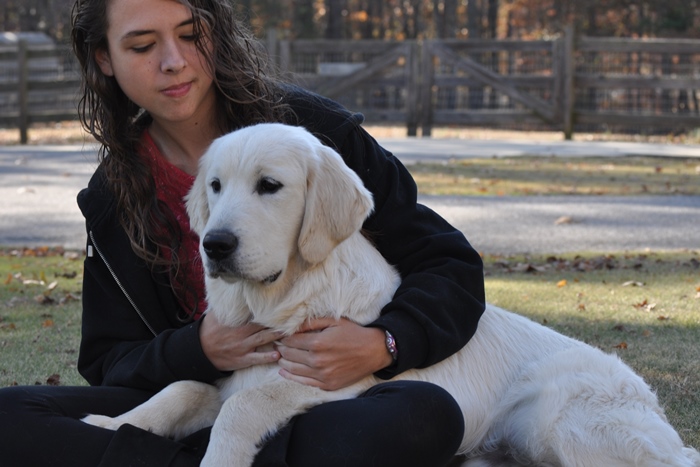 English Cream Golden Retriever Breeders