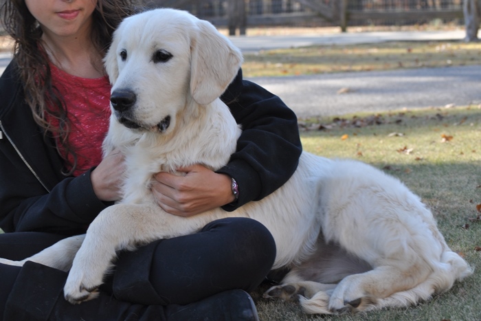 Golden Retriever