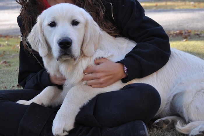 Luke, a super smart quality English Cream Golden Retriever