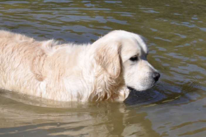 Tramin de bon Matin in the pond