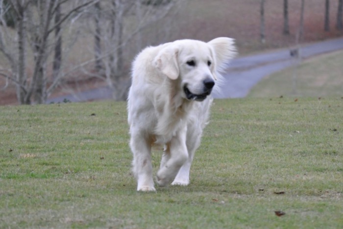 Int CH Dream Max Lugo CCA CGC "Luke" - English Cream Golden Retriever Puppies for Sale