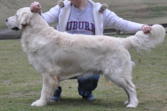 An English Cream Golden Retriever, Luke