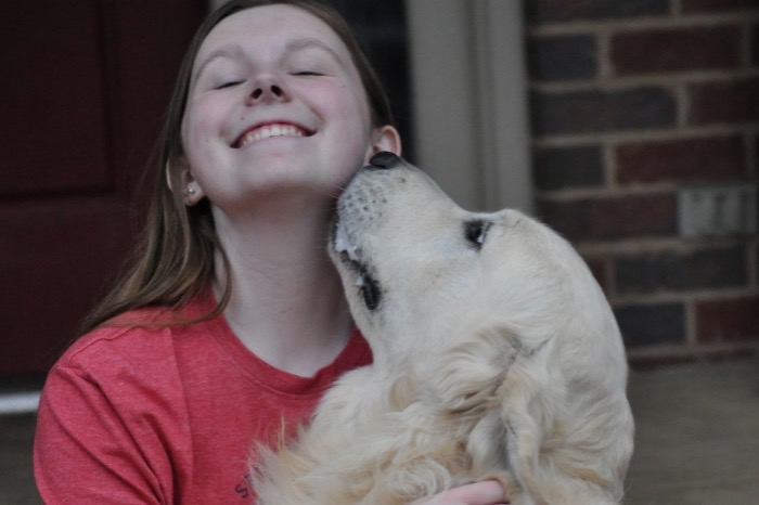 Luke, an English Cream Golden Retriever