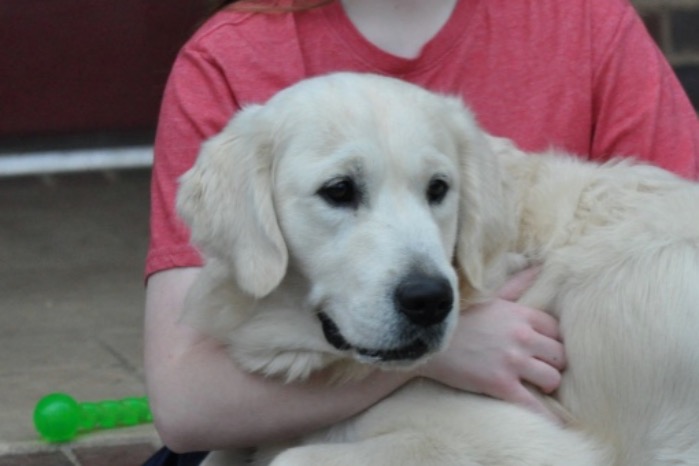 Int CH Dream Max Lugo CCA CGC "Luke" - English Cream Golden Retriever Adults