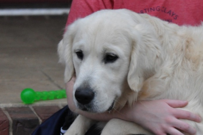 English Cream Golden Retriever Adults - Int CH Dream Max Lugo CCA CGC "Luke"