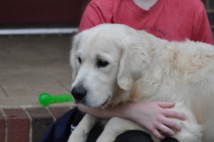 Int CH Dream Max Lugo CCA CGC "Luke" - English Golden Retriever Puppies for Sale