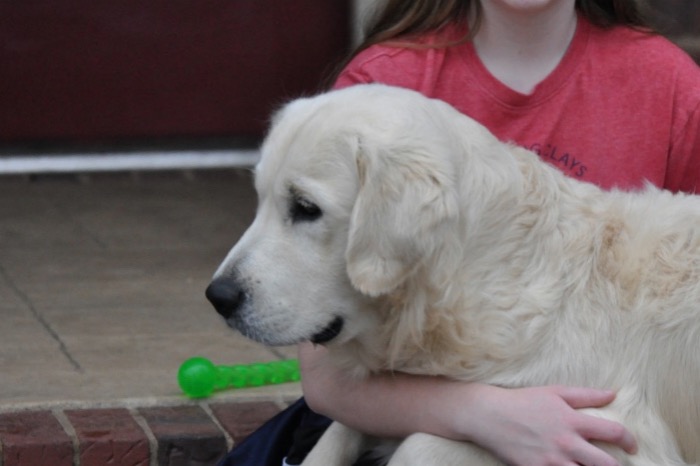 English Golden Retriever Adults - Int CH Dream Max Lugo CCA CGC "Luke"