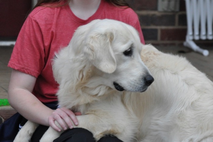 English Golden Retriever Puppies for Sale - Int CH Dream Max Lugo CCA CGC "Luke"