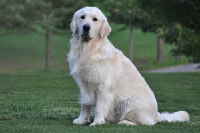 English Golden Retriever Breeder