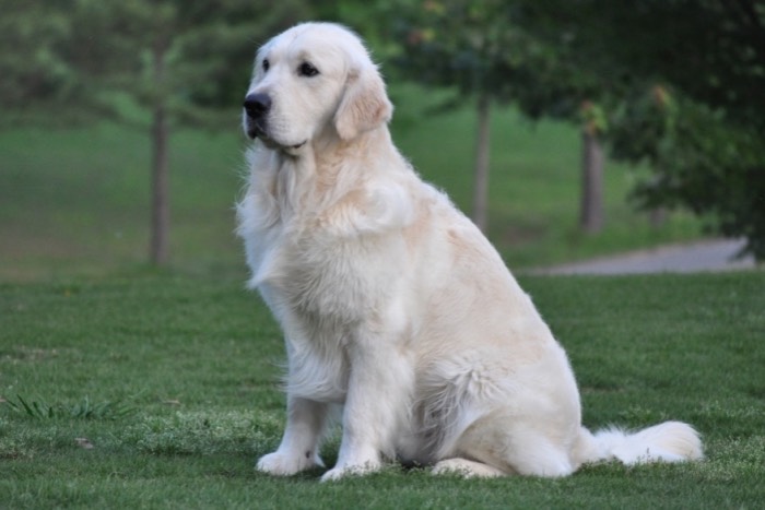 Int CH Dream Max Lugo CCA CGC - English Cream Golden Retriever Breeder 