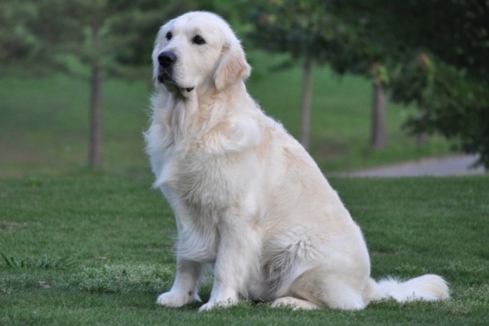 English Cream Golden Retriever Breeder -  Int CH Dream Max Lugo CCA CGC "Luke"