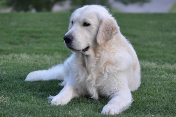 Int CH Dream Max Lugo CCA CGC "Luke" - English Cream Golden Retriever Breeder 